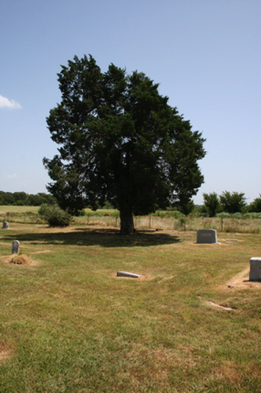 Tree near east cemetery boundary